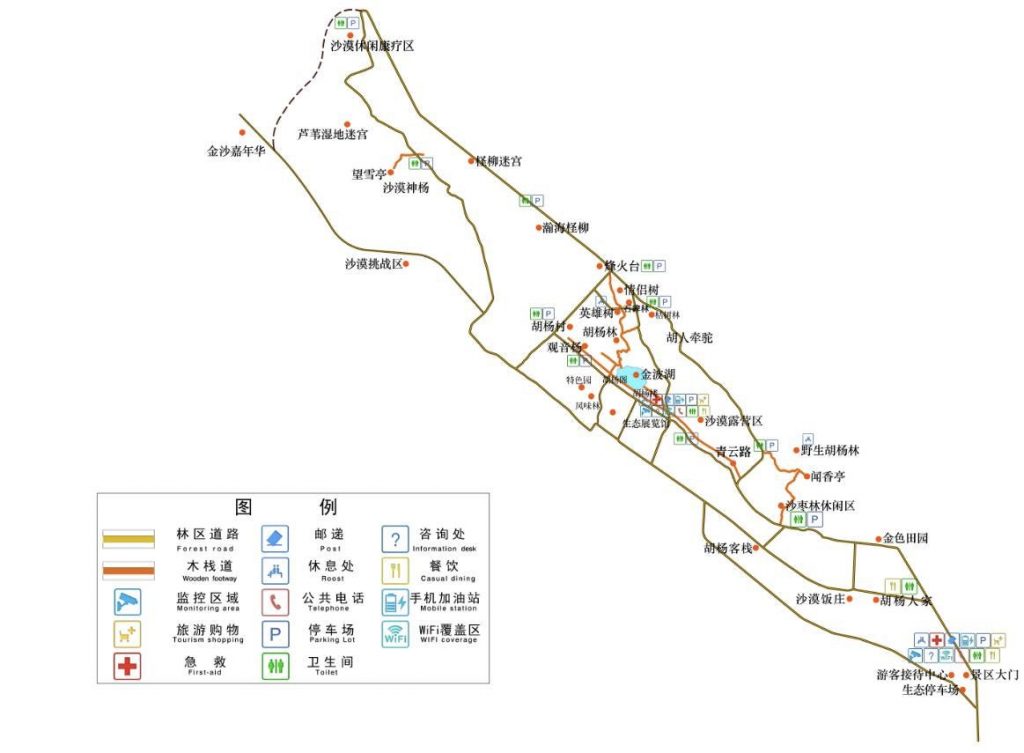 金塔沙漠胡杨林